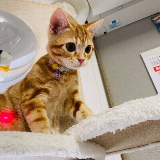 レーザーポインターで遊ぶ猫