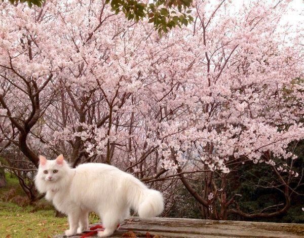 お外でまったりするネムちゃん