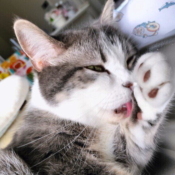 ミヌエットのゆきちくん