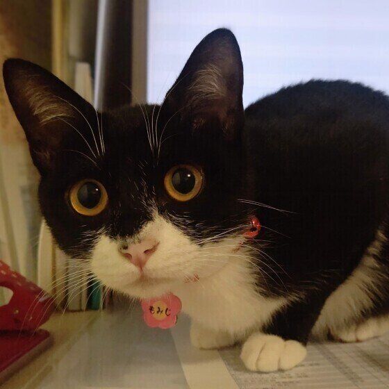 パソコンの前に座る黒白猫