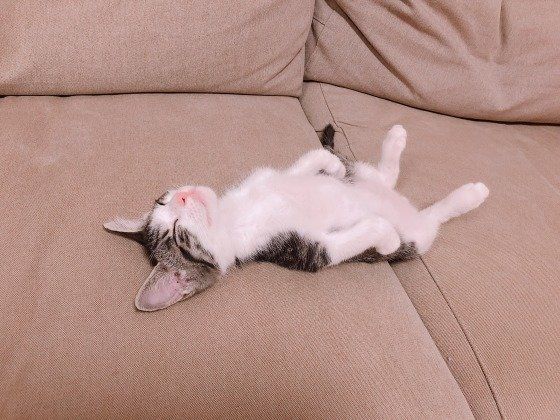 ヘソ天するキジトラ