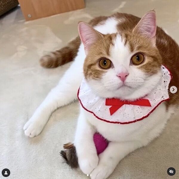 見つめるはなちゃん