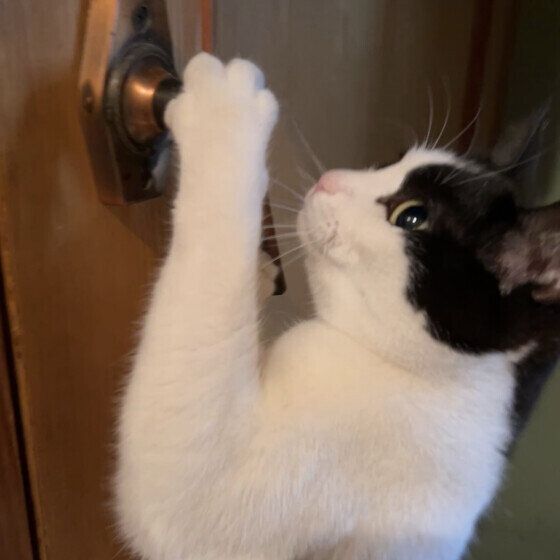 ドアを開ける日本ネコ