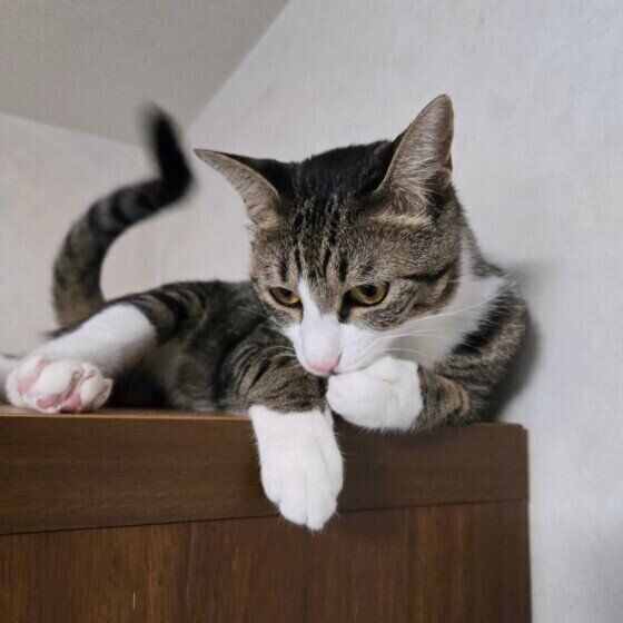 手をなめるキジトラ猫