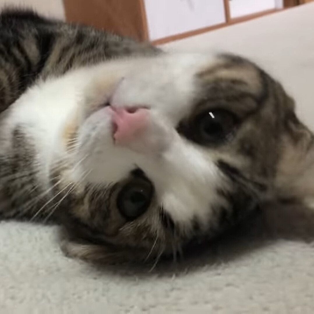 甘えるおでこちゃん