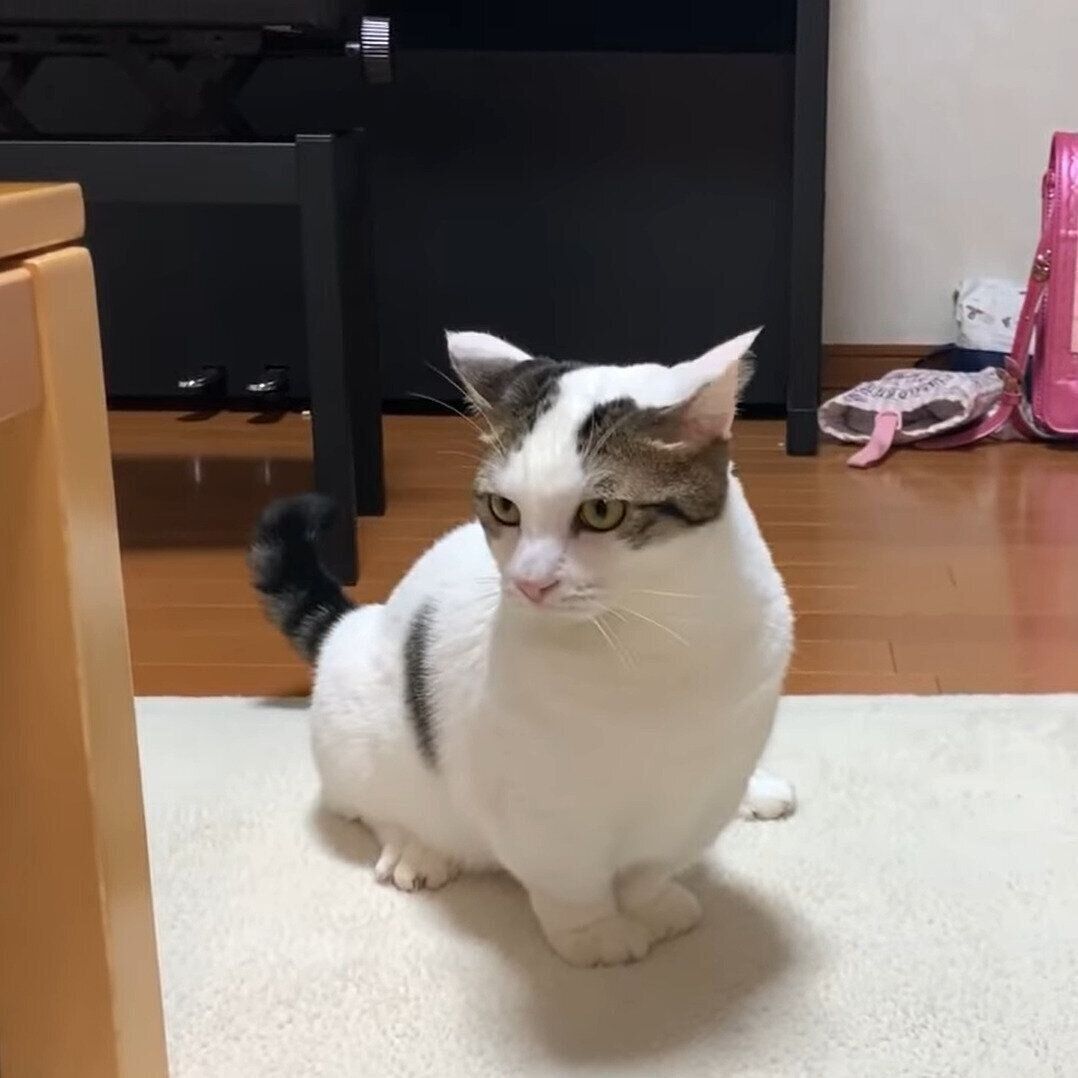 おもちゃを探す豆大福ちゃん