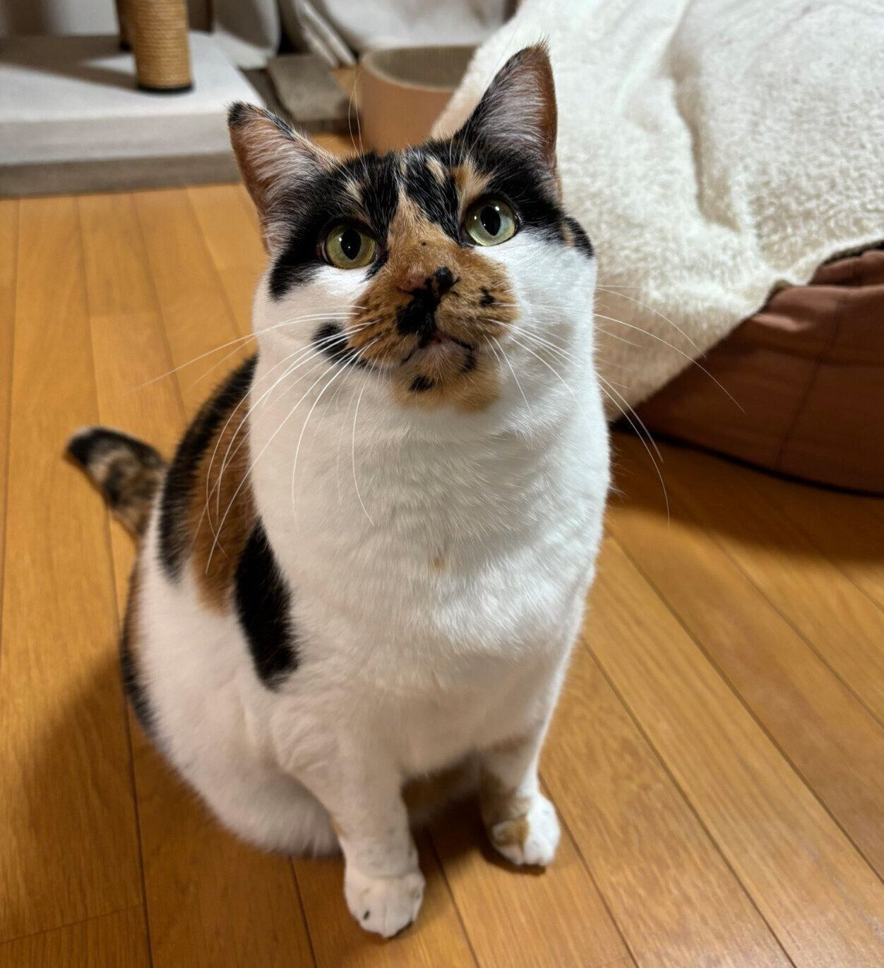 母猫・すみれちゃん