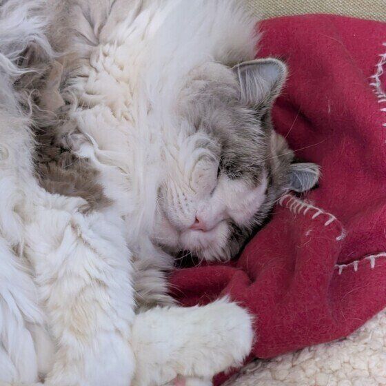 幸せそうな寝顔のミーくん