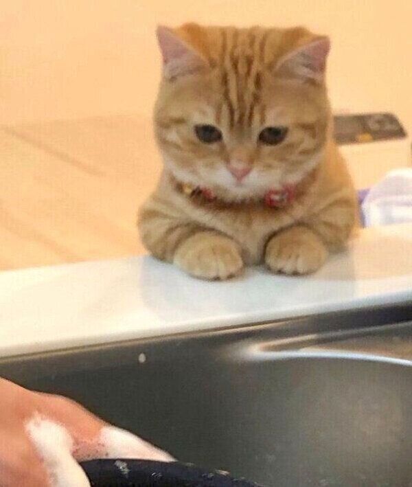 洗い物する様子を見つめるぷてぃこちゃん