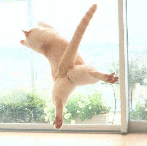 しっぽをピンとさせるチャコたん