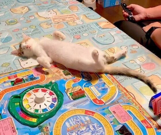 寝落ちしてしまったおこげちゃん