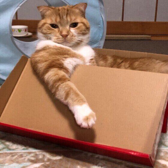 くつろぐスコティッシュフォールド