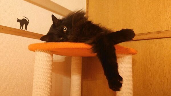 くつろぐつきみちゃん