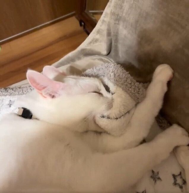 ちゅぱちゅぱ・フミフミするミルくん