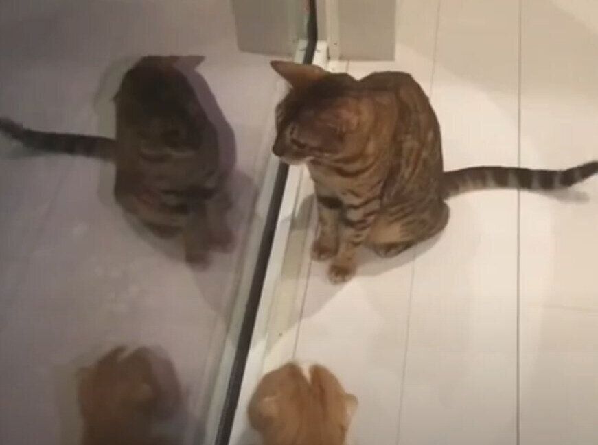 窓の外に何を発見する猫