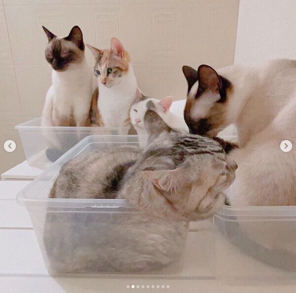 クリアケースに入る猫たち