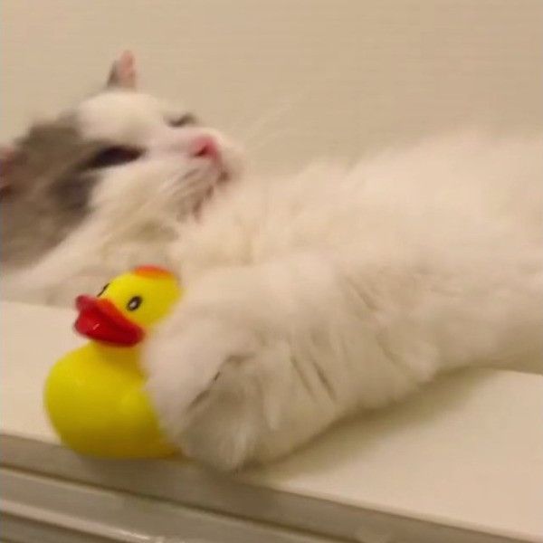 あひる隊長で遊ぶニャンコ