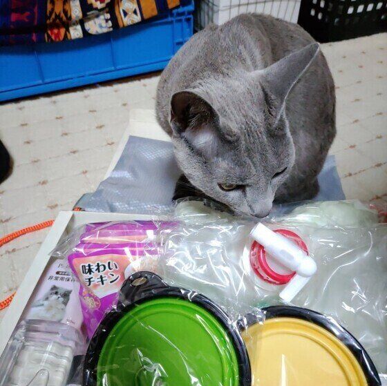 防災グッズを見るロシアンブルー