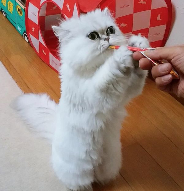 ちゅ〜るを必死に食べる猫