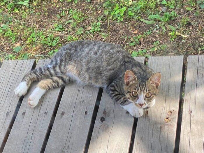 飼い主さんの家の縁側で寝そべるコミミくん