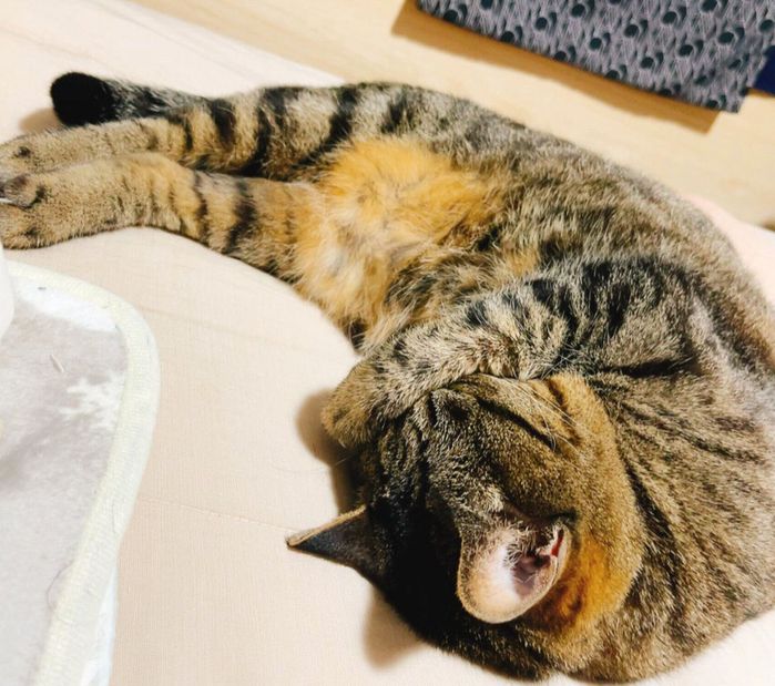 まったりするちょびちゃん