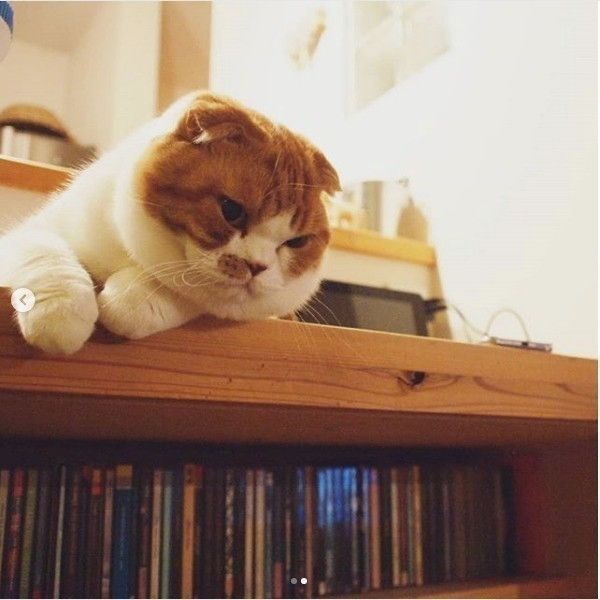 見下ろすスコティッシュフォールド