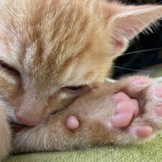 Mix（茶トラ）のつむぎくん♪