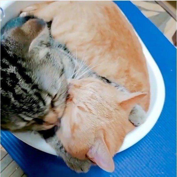 桶ドンニャンズ