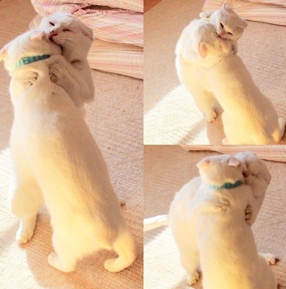 抱き合って噛み合っている白猫二匹