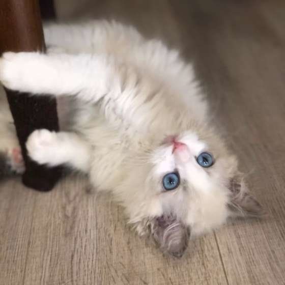 遊ぶラグドール