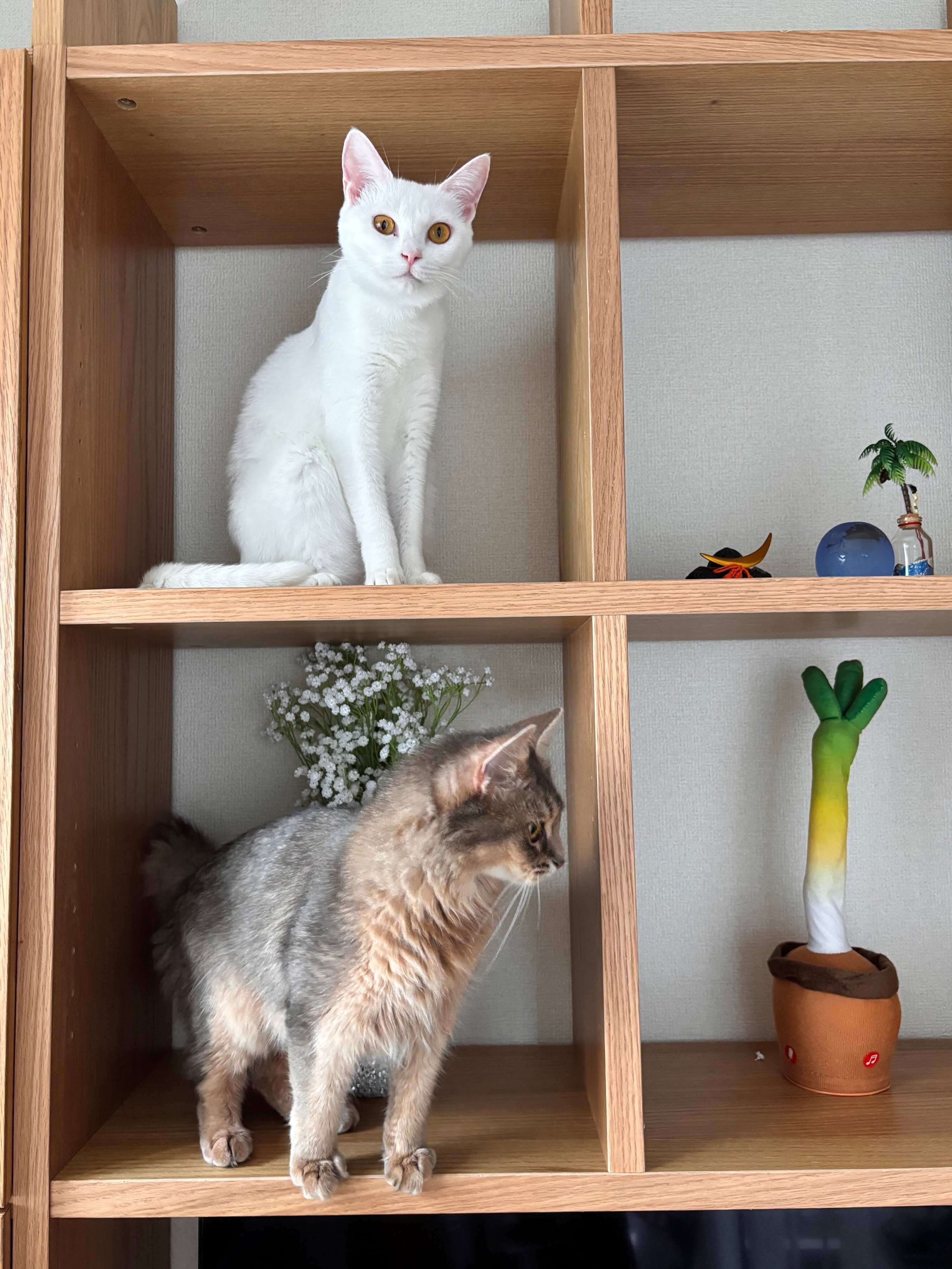 自由気ままに過ごす猫たち