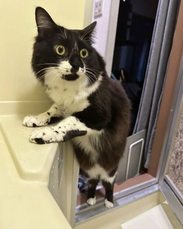 2才になって体がすくすくと成長した墨くん