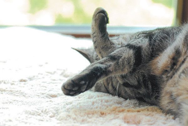 猫のエックスポーズ