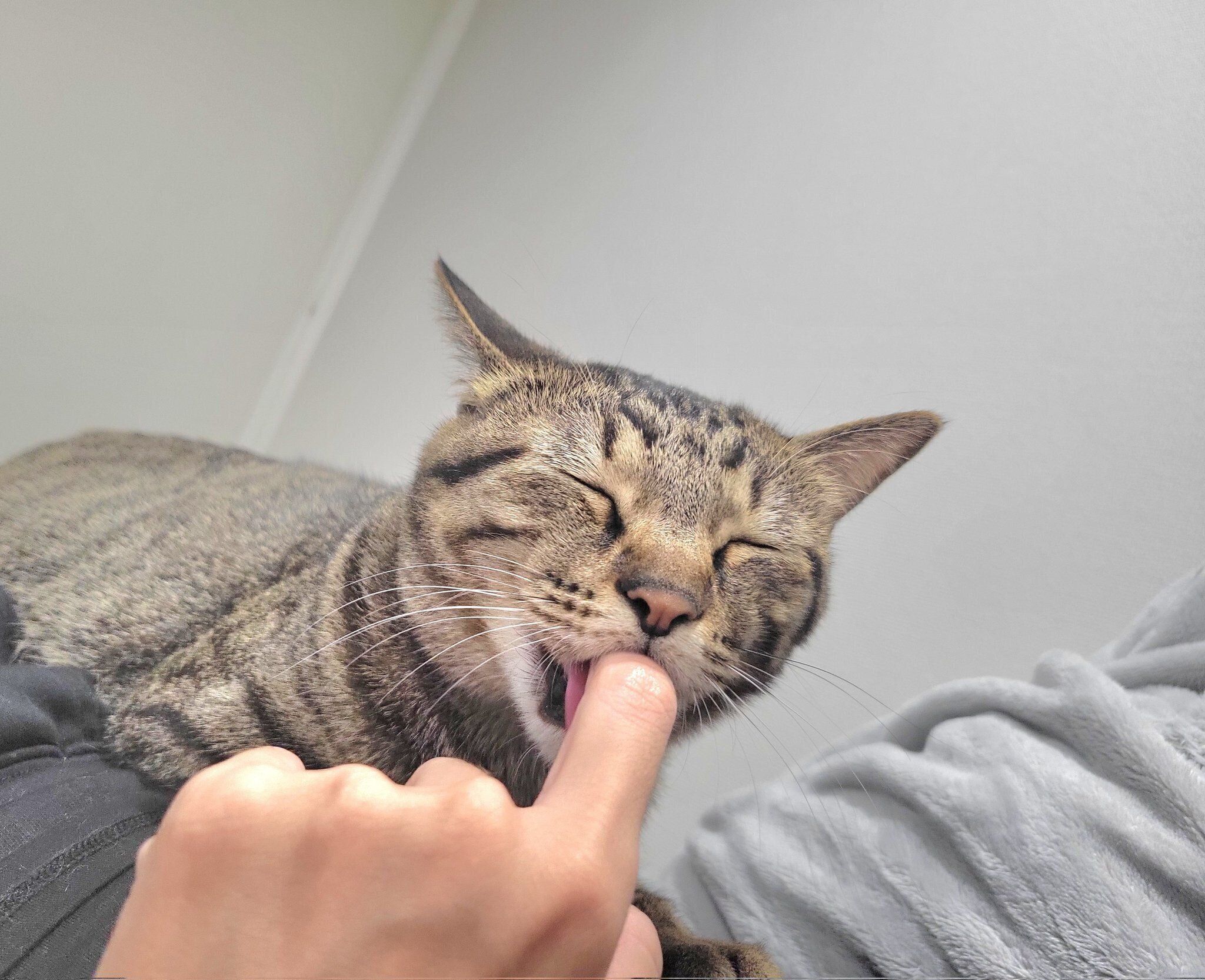 飼い主さんの指を“ちゅぱちゅぱ”するおこめくん