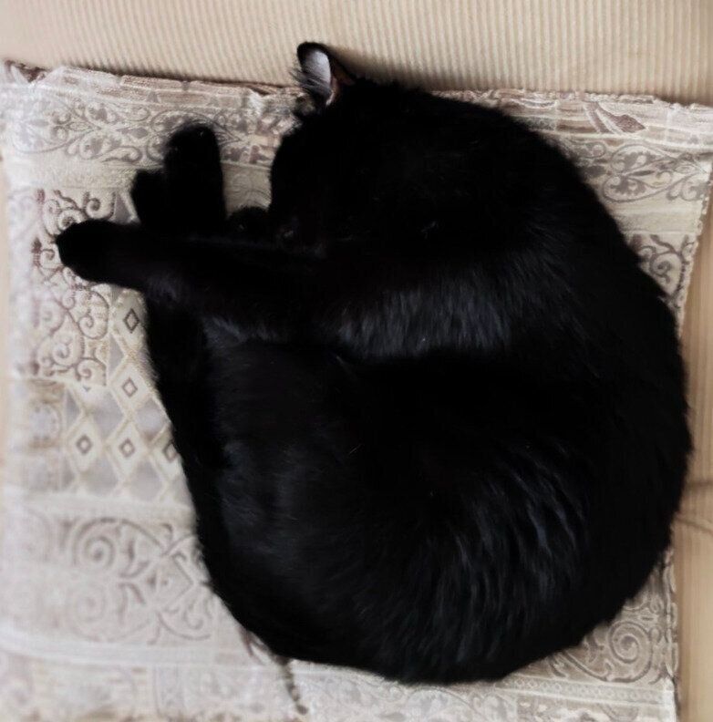 丸まって眠るモカくん