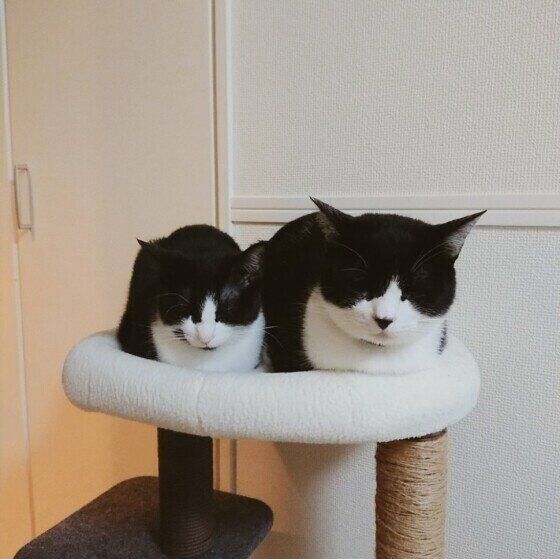 香箱座りをするおむすび丸ちゃんたち