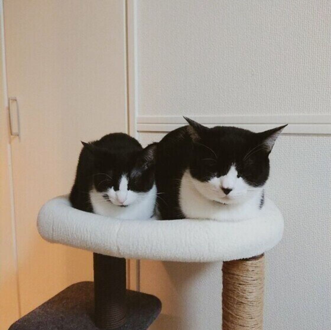 猫好きさんの常識 猫の 香箱座り はどんな座り方 品がある美しい香箱座りの猫たち ねこのきもちweb Magazine 猫好きさんの常識 猫の 香箱座り はどんな座り方 品がある美しい香箱座りの猫たち ねこのきもちweb Magazine