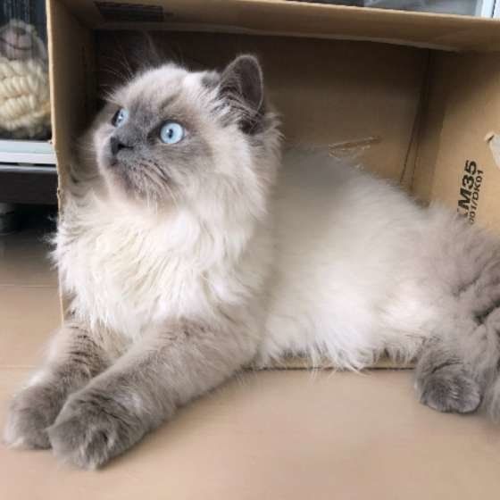 何かを気にしているシュガくん