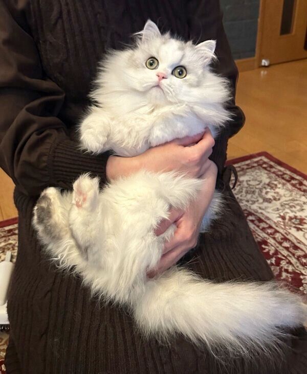 1才になったノーマンくん