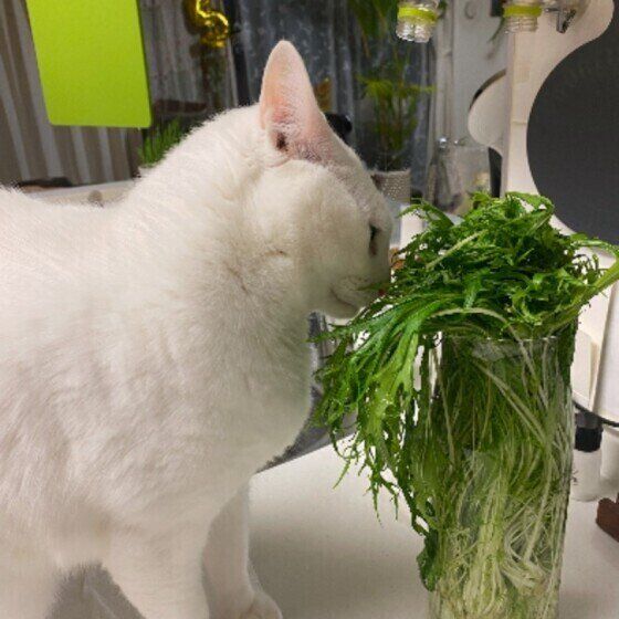 調査するももちゃん