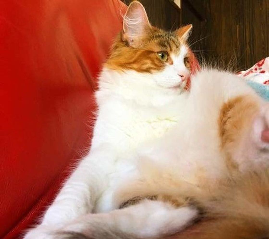 もふもふがたまらニャい 思わず顔を埋めたくなる猫画像集めました ねこのきもちweb Magazine もふもふがたまらニャい 思わず顔を埋めたくなる猫画像集めました ねこのきもちweb Magazine