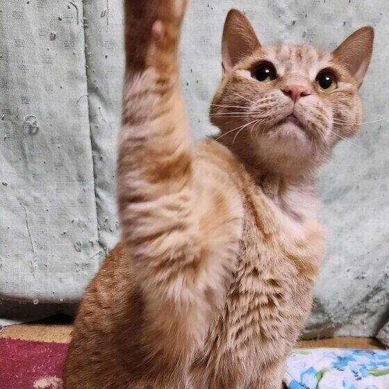 MIX茶トラのれもんちゃん