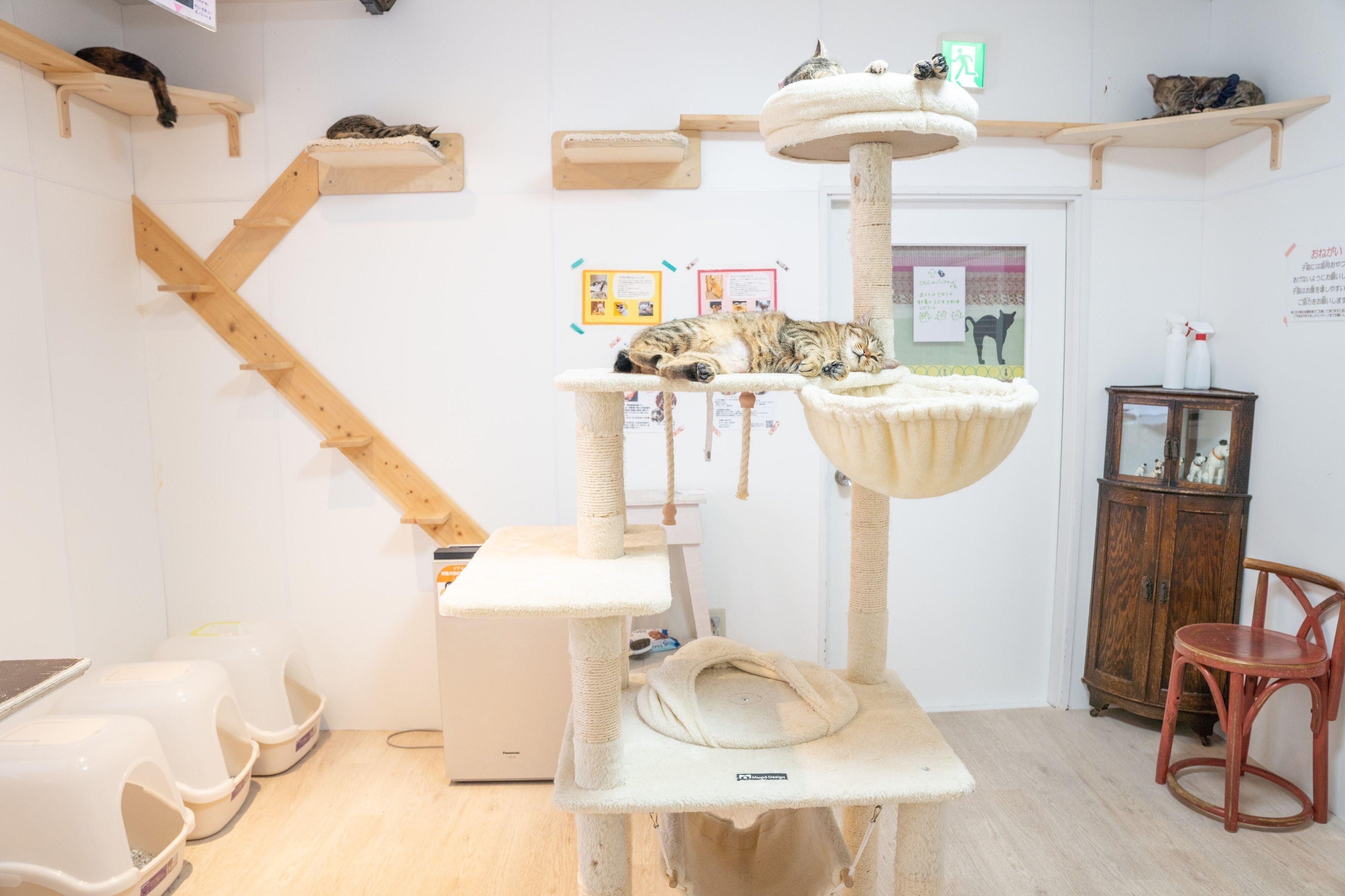 新しい家族との出会いを求める保護猫たち