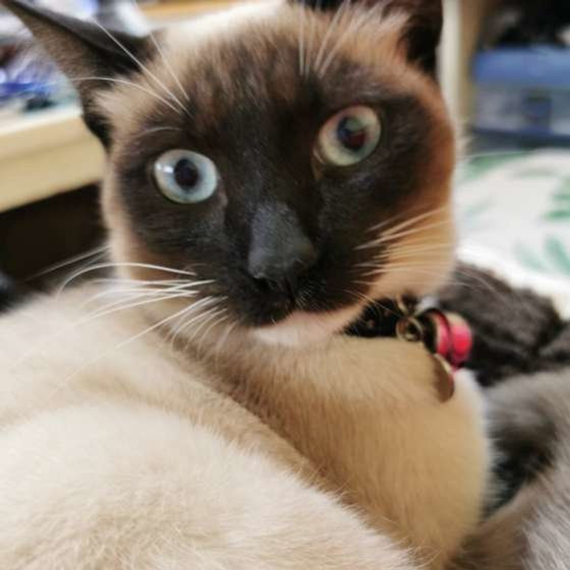 先端が濃い色がつく不思議な毛柄猫 ポイント柄 の意外な役割 ねこのきもちweb Magazine 先端が濃い色がつく不思議な毛柄猫 ポイント柄 の意外な役割 ねこのきもちweb Magazine