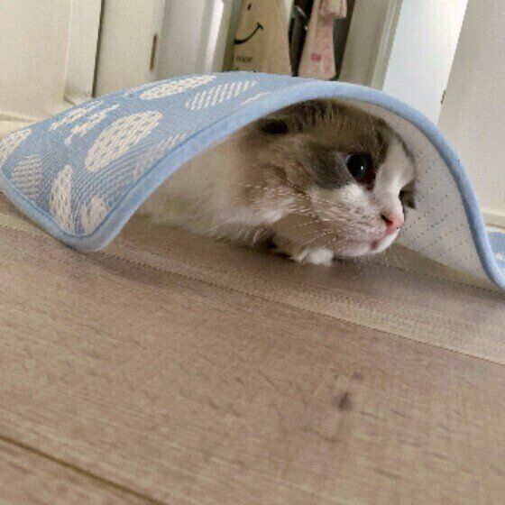 マットの下に潜るラグドール