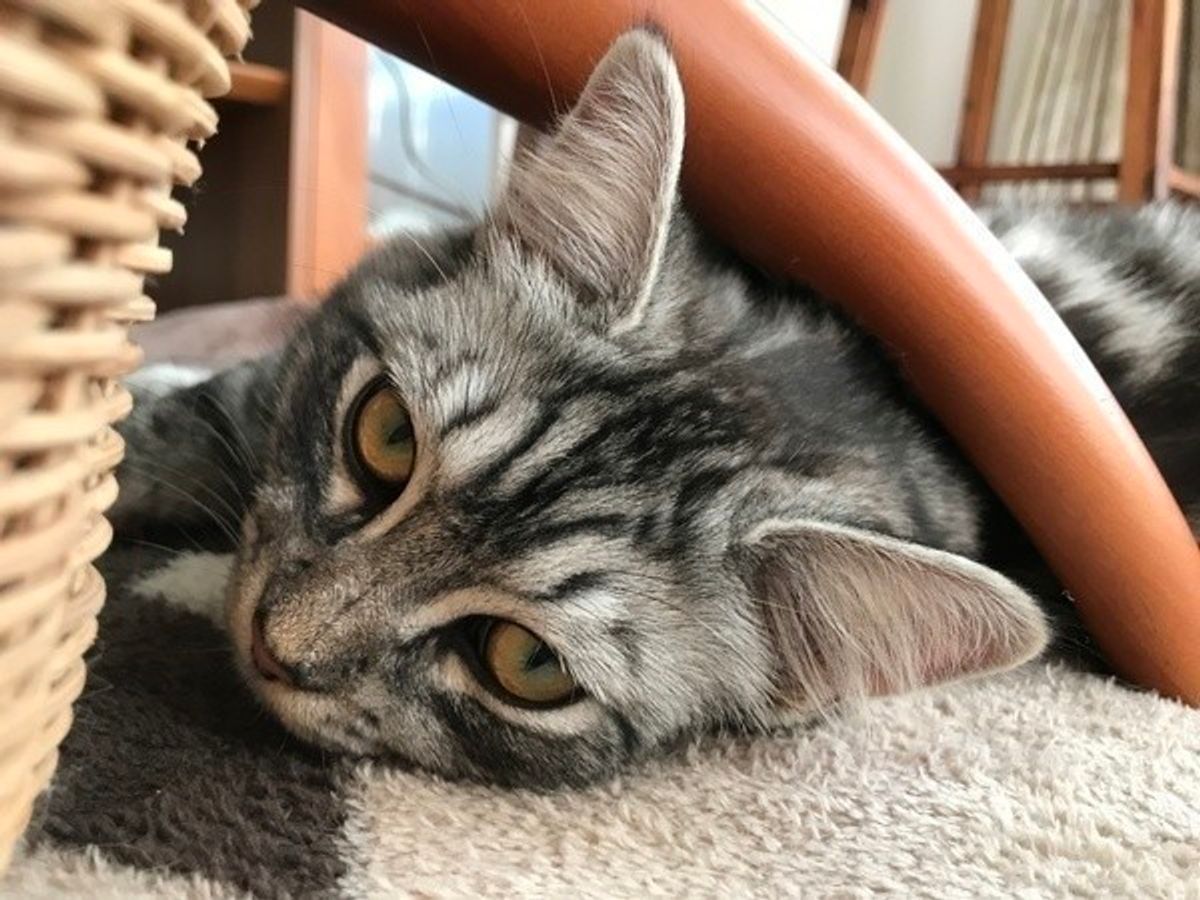 身近な物の誤食に要注意 猫が食べたら命に関わるモノ ねこのきもちweb Magazine 身近な物の誤食に要注意 猫が食べたら命に関わるモノ ねこのきもちweb Magazine