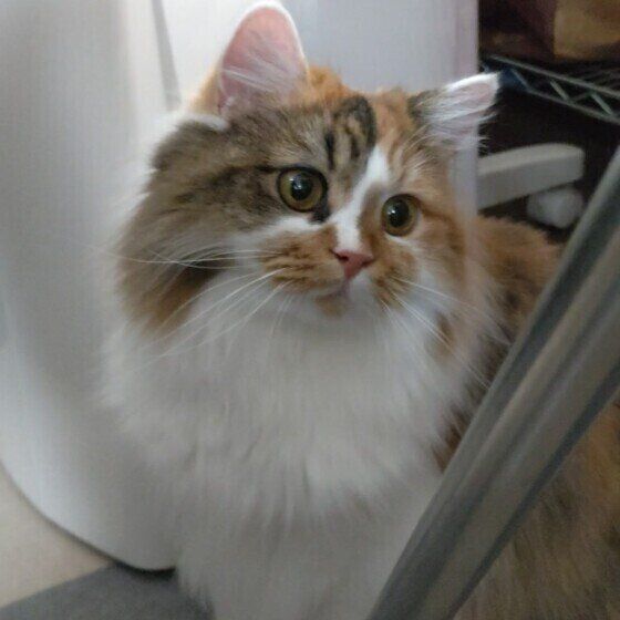 不思議そうなみぃちゃん