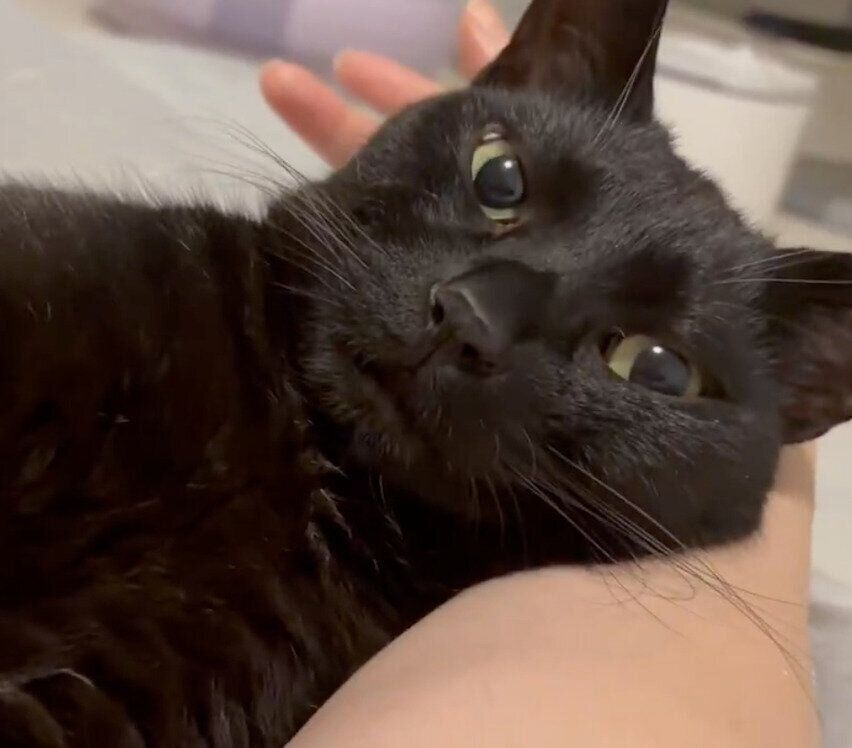 まったりするうにくん