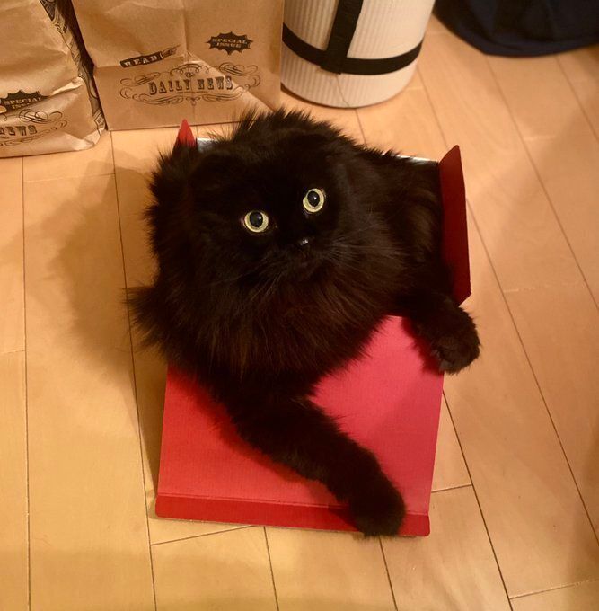 座って上を見る黒猫