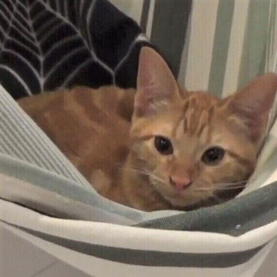 ハンモックの猫